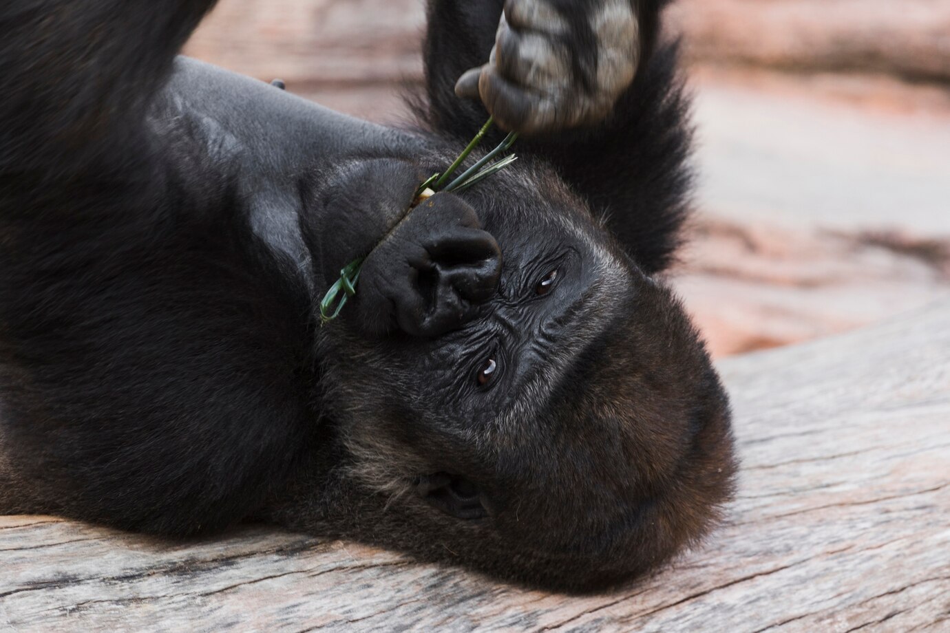 ゴリラゲームの遊び方やコツは？スイカゲームとの違いも紹介